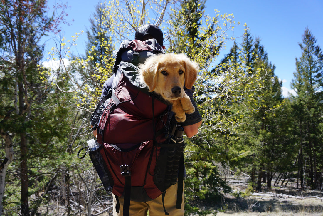 best dog breeds for hiking adventure in nature